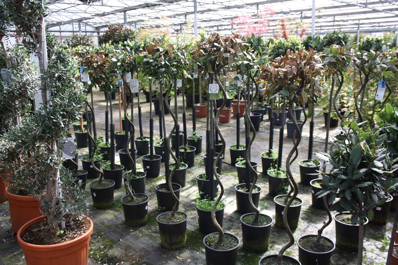Four Oaks Cash and Carry